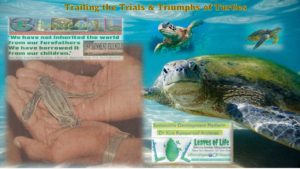 World Turtle Day Holding the Power of Turtles and their Ancient Memory in My Hands Dr Kris Rampersad Environment Friendly